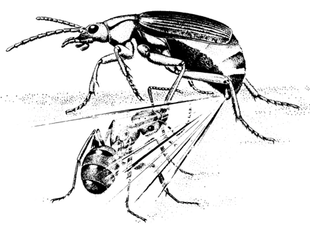 Open-Bombardier-beetles-Figure