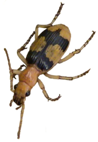 Open-Bombardier-beetles-TiS-1B