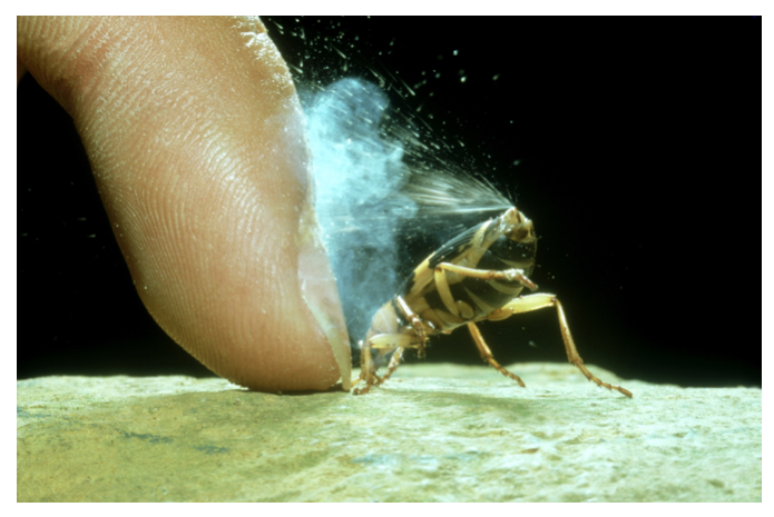 Open-Bombardier-beetles-Figure