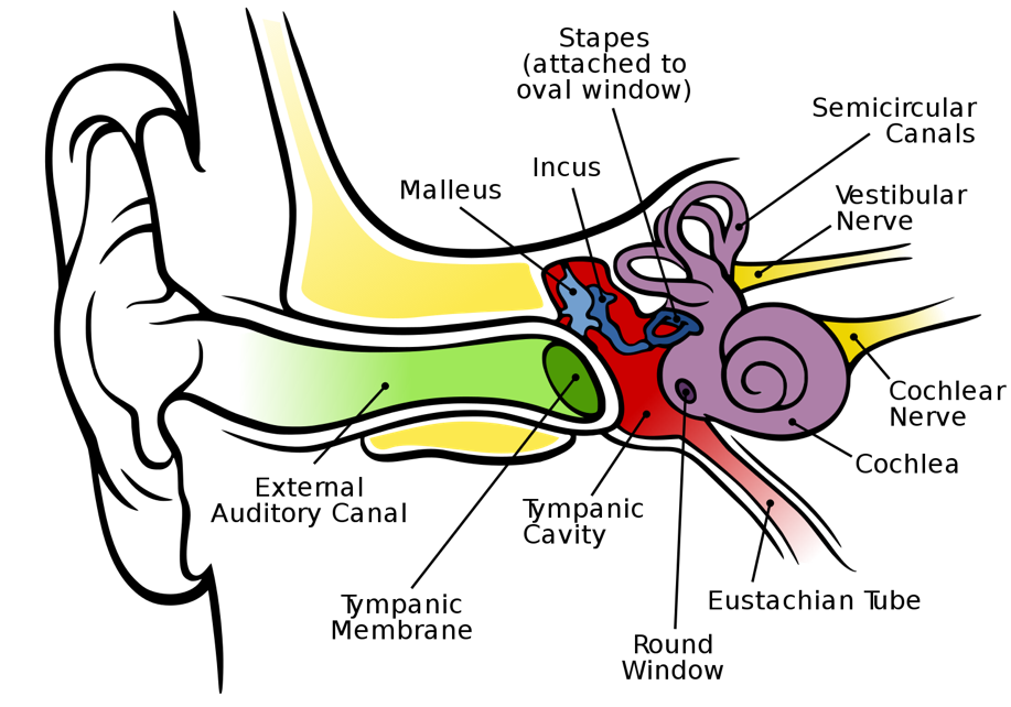 Open-Wonder-of-Hearing-Figure-