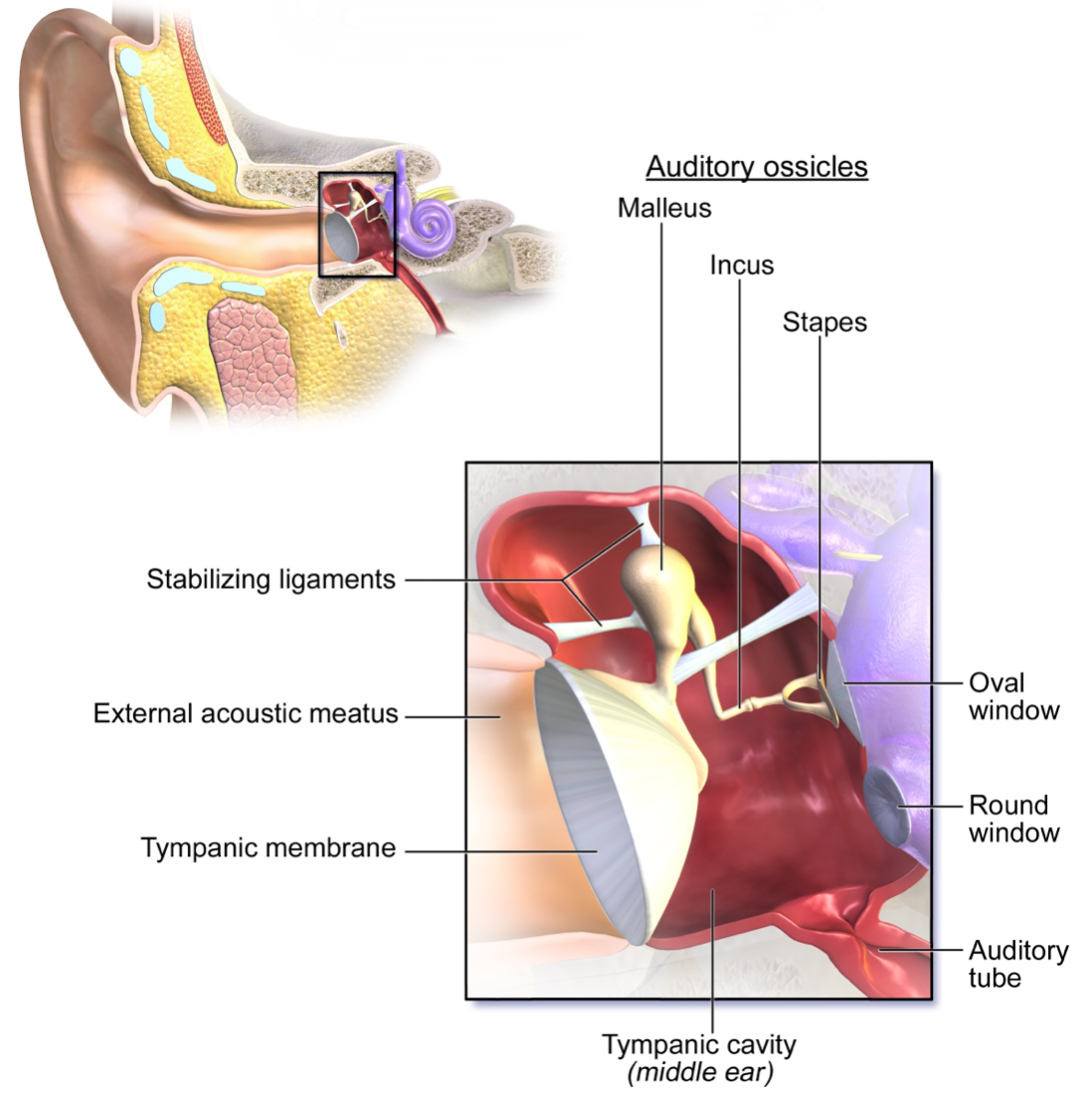 Open-Wonder-of-Hearing-Figure-