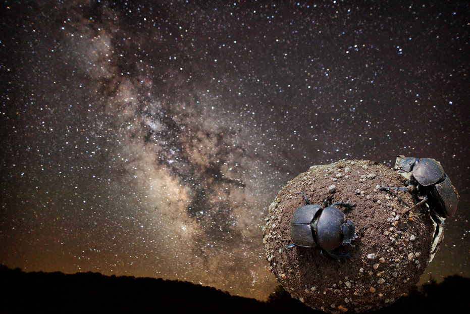 Open-Dung-Beetles-Figure-1